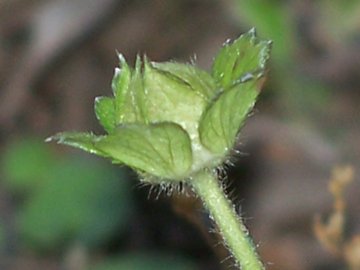 Potentilla indica (=Duchesnea indica) / Fragola matta